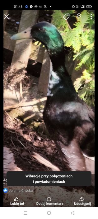 Kaczor biegus czarno niebieski