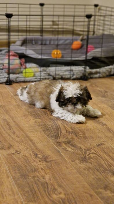 Piękna suczka gotowa na zamianę domu