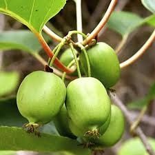 Міні- Ківі (Актинидія)  саджанці Опт і Роздріб