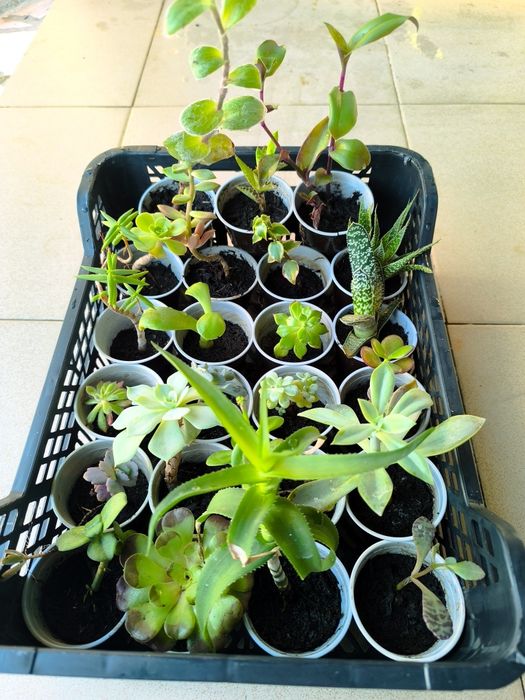Suculentas em vaso 2