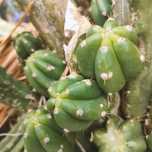 Cacto São Pedro 35 anos