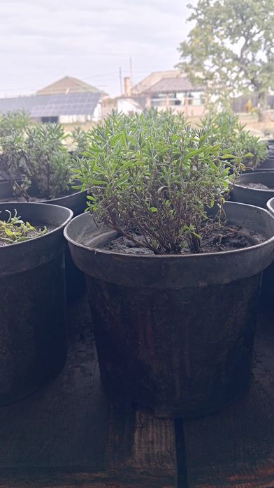 Саджанці лаванди