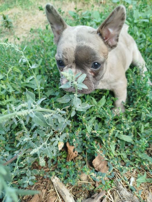 Французский бульдог