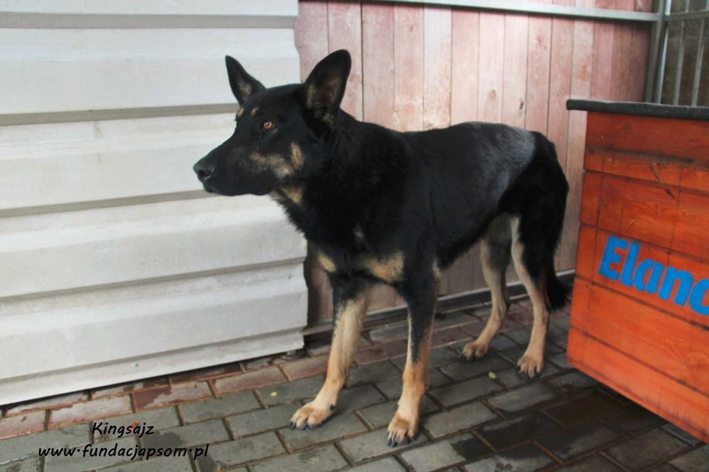 Kingsajz - skromny psiak