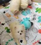 Szpic miniaturowy, pomeranian