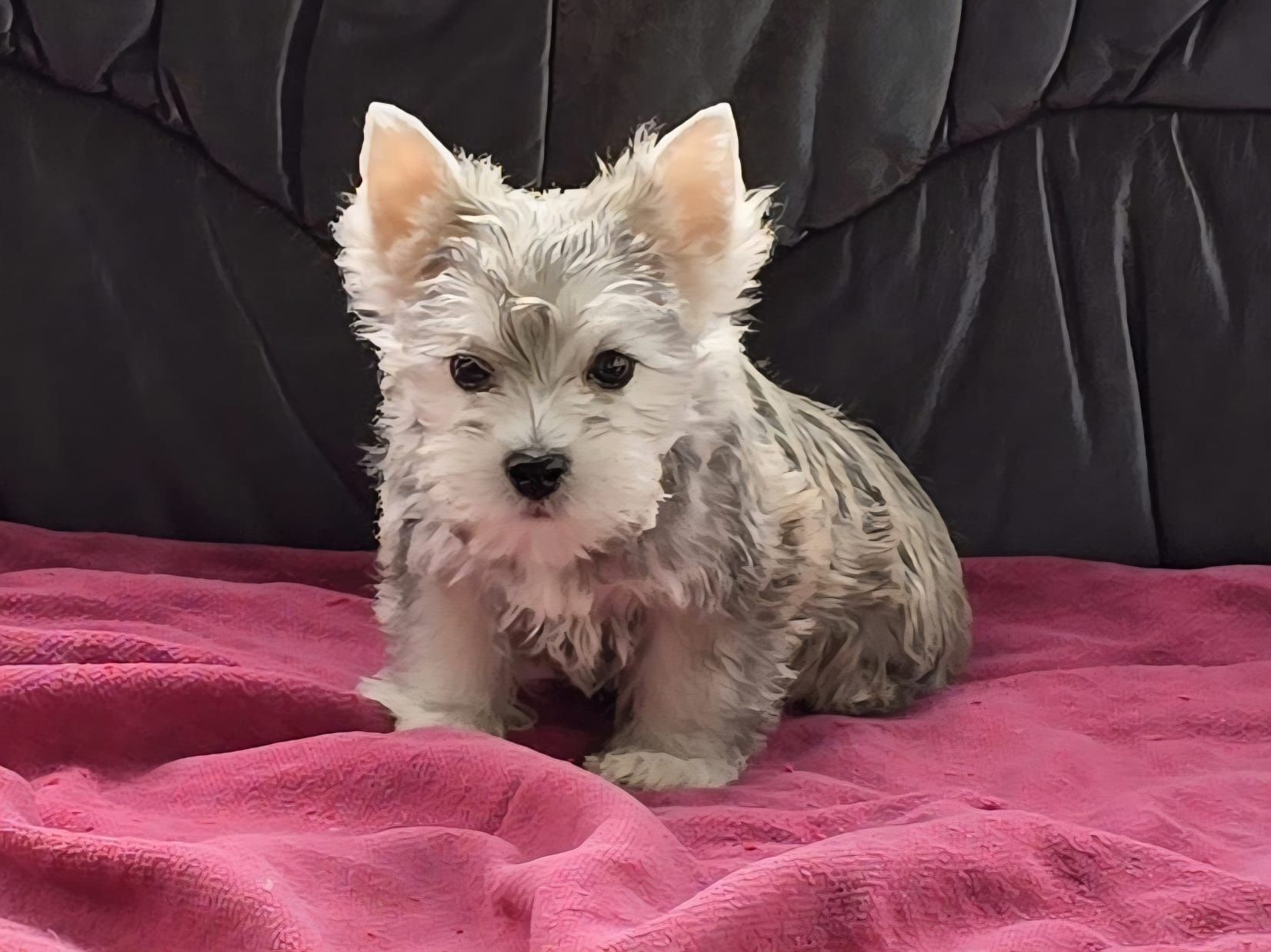 Piesek Yorkshire terrier