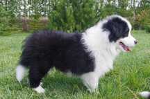 Border Collie - FCI/ZKwP piesek po Championach