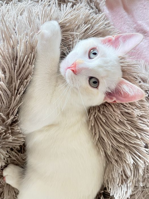 Gatinho bebé com dois meses desparasitado