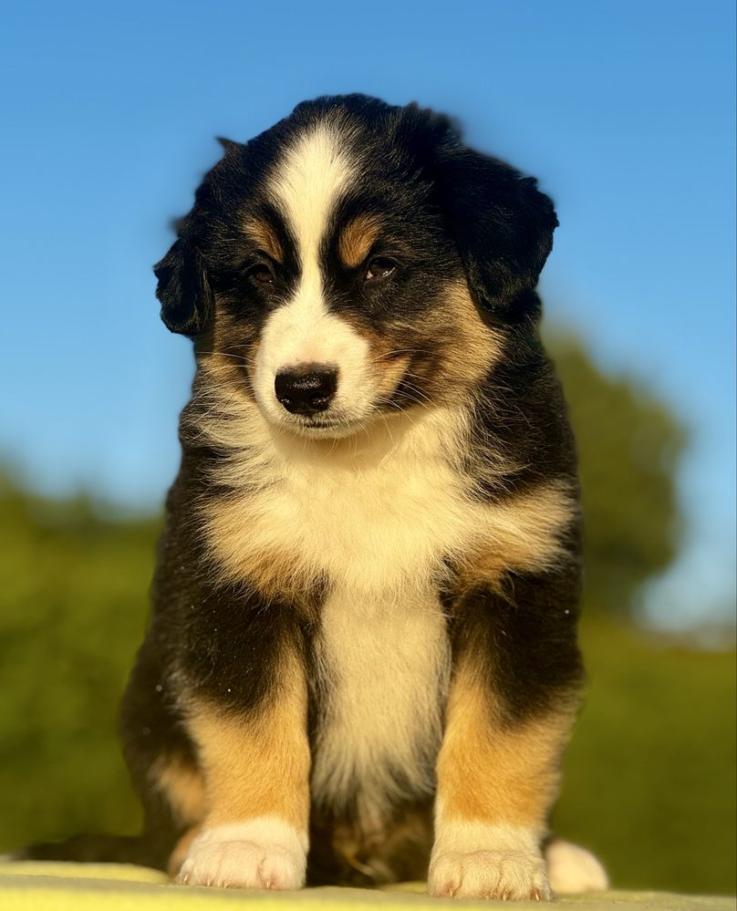 Amerykański owczarek miniaturowy- MAS - Mini Aussie- piesek FCI