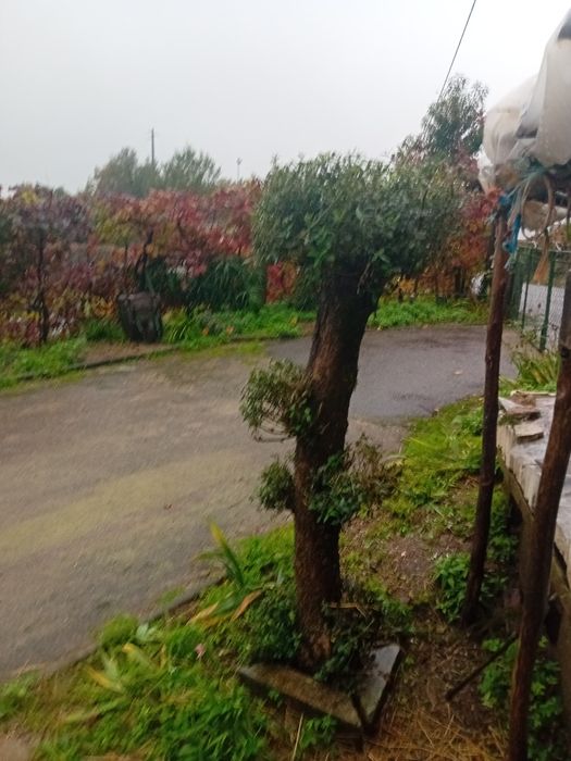 Duas Oliveiras para decoraçao jardím