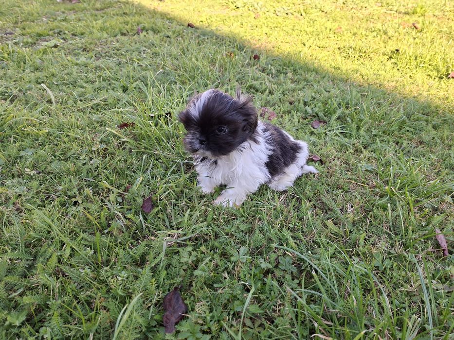 Shih-tzu mały Piesio