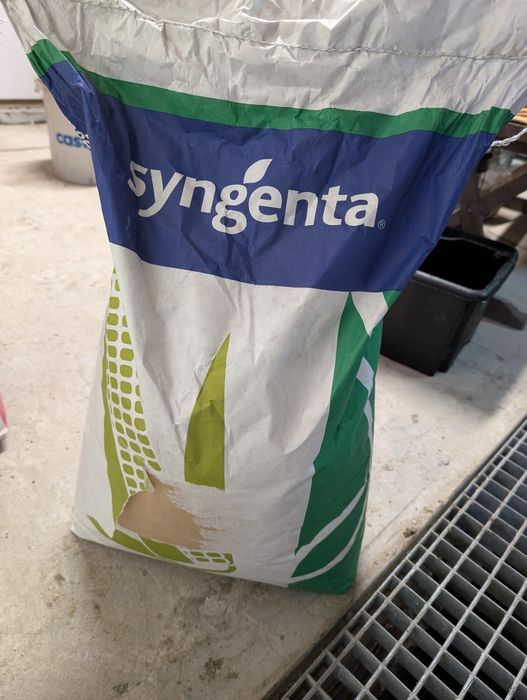 Ziarna kukurydzy syngenta