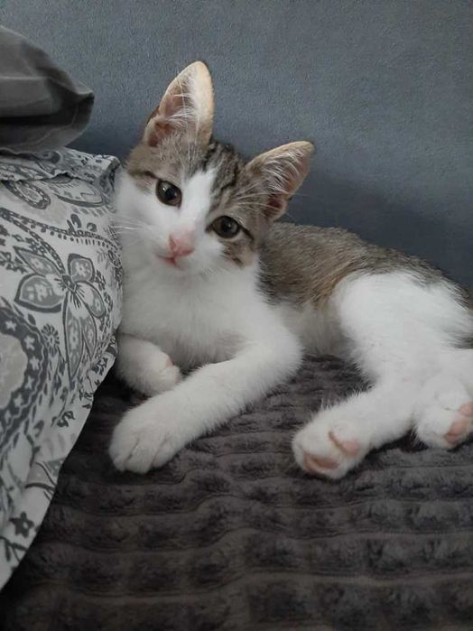 11tyg.kociaki,buro-białe kocurki,bracia do adopcji razem lub osobno