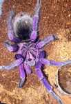 Pampohobeteus Sp.Machala L2