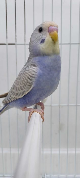 8 Periquitos australianos