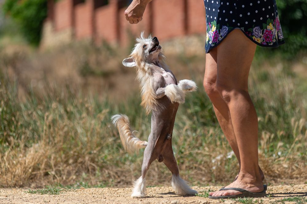 Обирай найкраще! Лідер Днепровське Сонце
