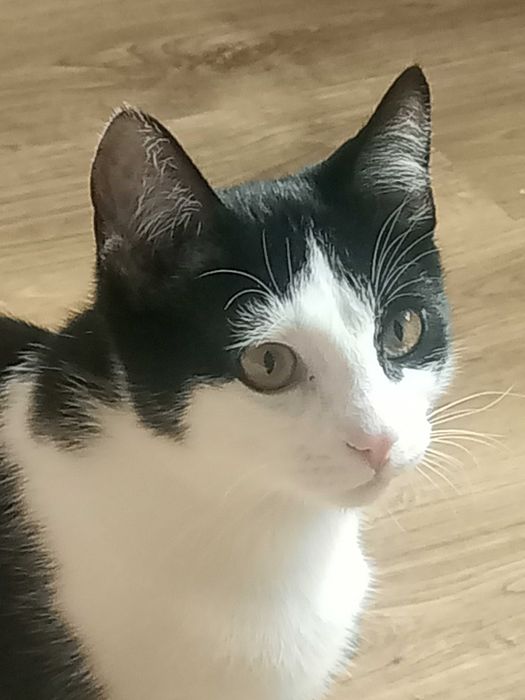 Котик- красунчик