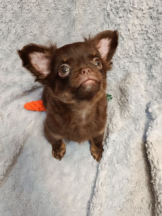 Чихуахуа довшерстна дівчинка