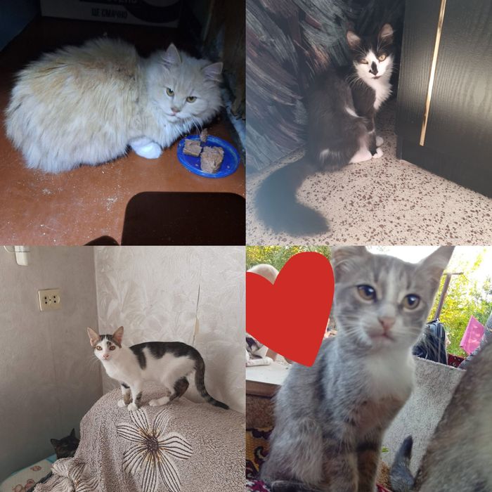 Котята бесплатно. Котенок даром. Кот. Кошка. СРОЧНО