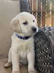 Labrador Retriever macho