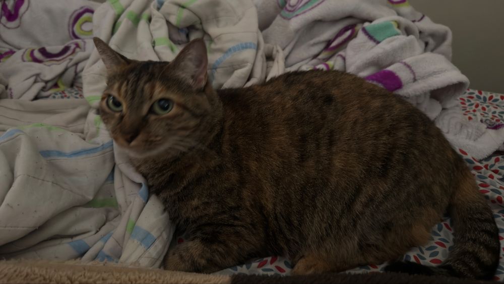 Gata femêa Adulta para adopção