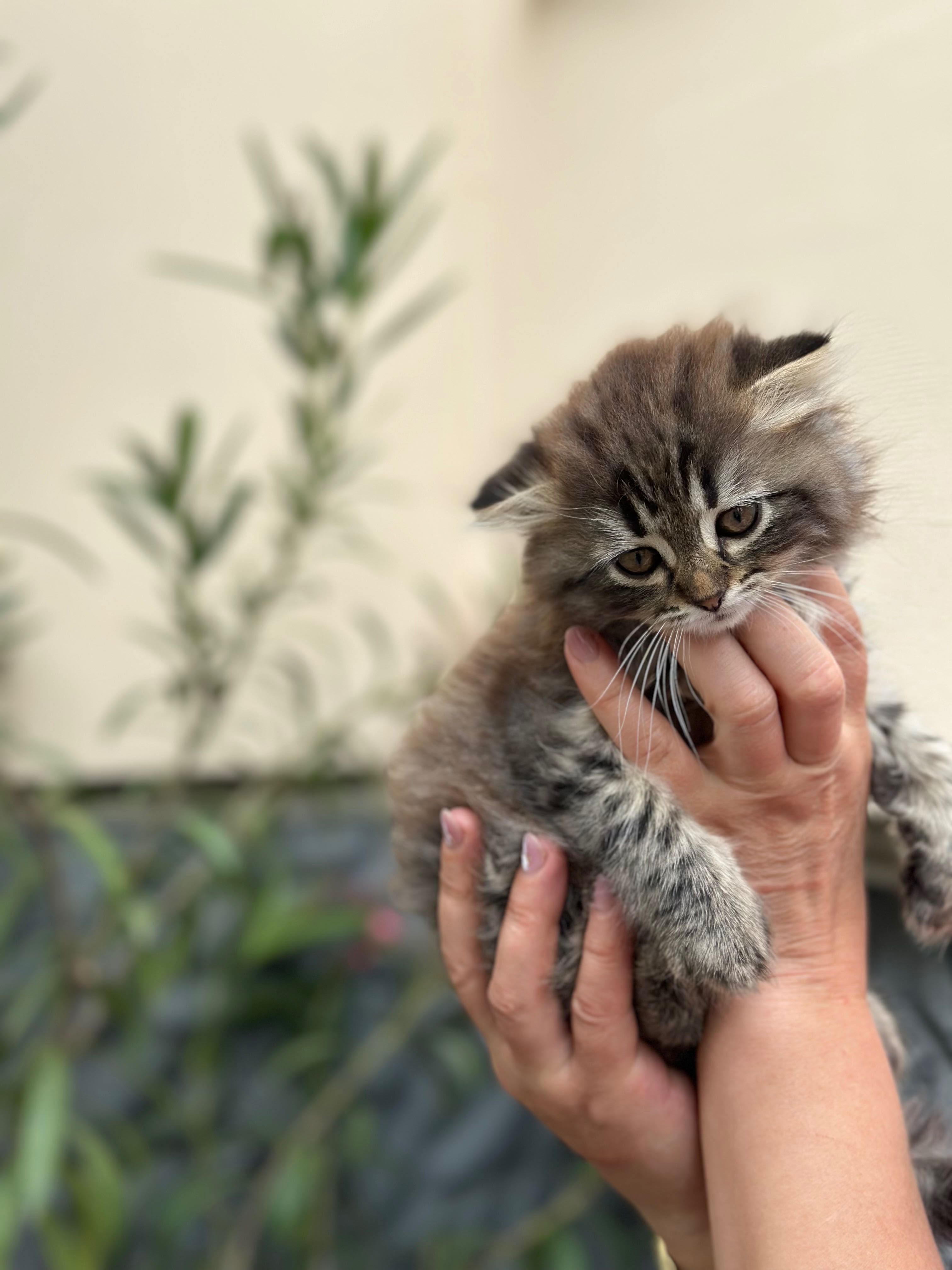 Кошеня ,британець