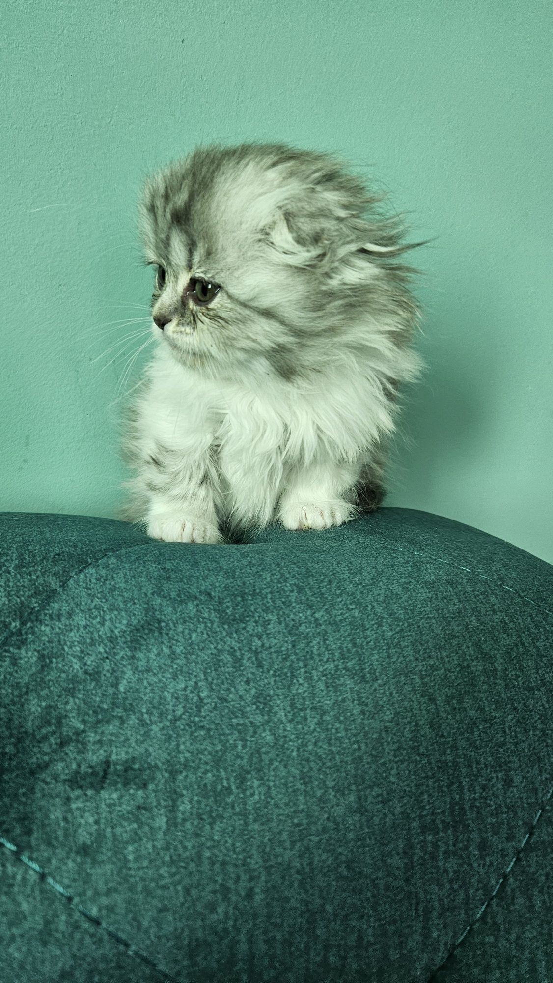 Шотланські кошенята