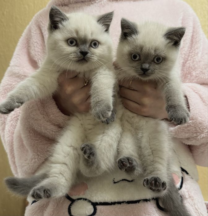 Британські котики