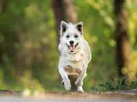 Psy do adopcji- Farciarz szuka domku