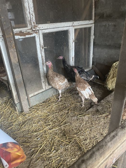 Індики породи Бурбон червоний та прості помісні  на розплід