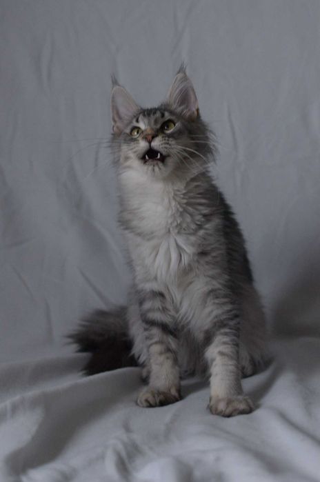 Gotowa na zmianę domu, dziewczynka czarna ze srebrem MCO