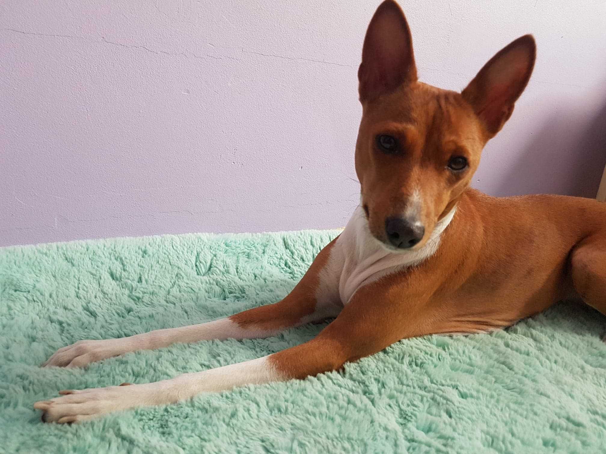 Basenji zapowiedź letniego miotu. Rudo białe i pręgowane po championie