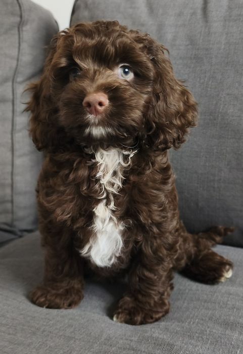 PiesekAmerican cockapoo chocolate - cocer & pudel
