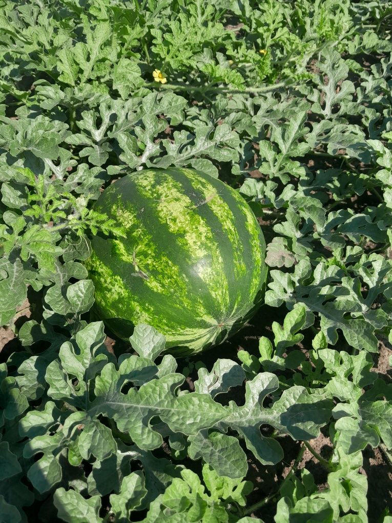 ПРОДАМ домашній Кавун  опт