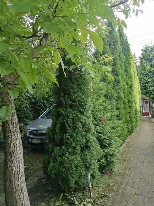 Mieszkanie do wynajęcia