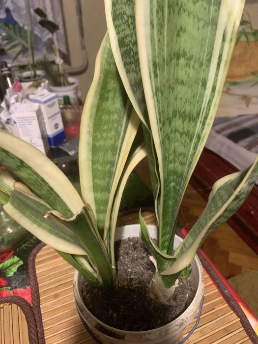 Продам сансеверіі