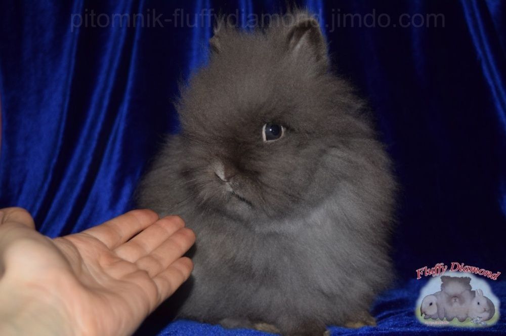 Карликова Ангора.  Кролик дуже пухнастий. З розплідника!