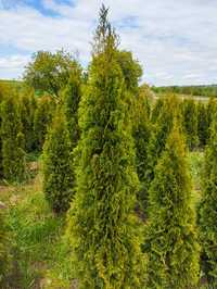 Thuja Szmaragd gęsty 180-200 cm Kraków