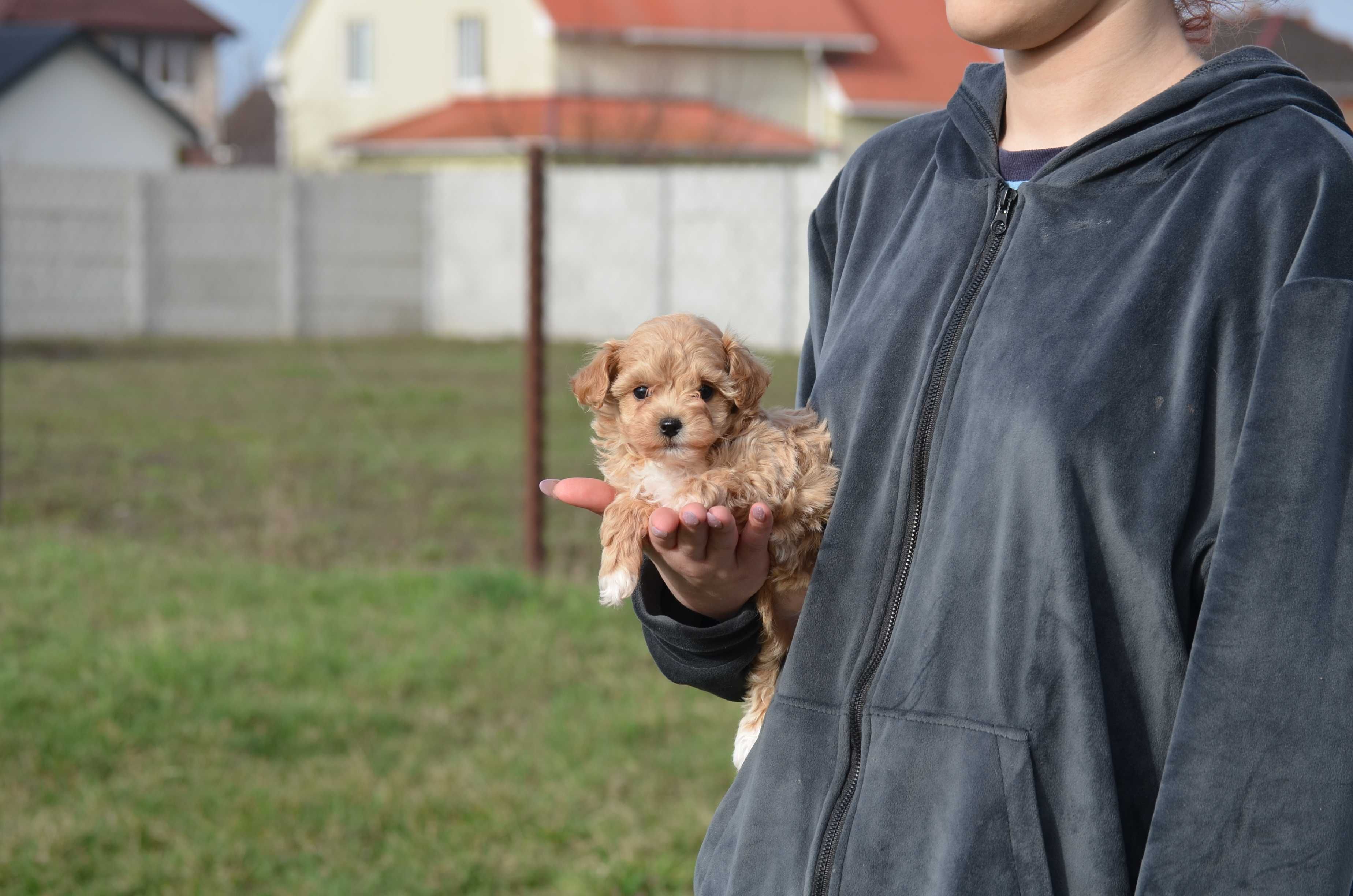 Мальтіпу/Maltipoo, F1! Київ, або відправлю в інше місто чи країну