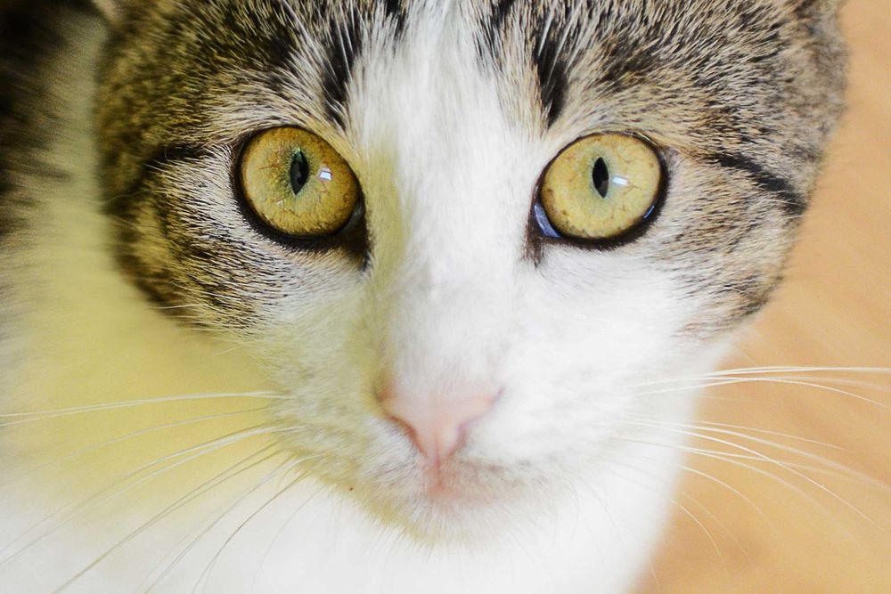 młoda kotka Arielka - preferowana adopcja w dwupaku z Jolie