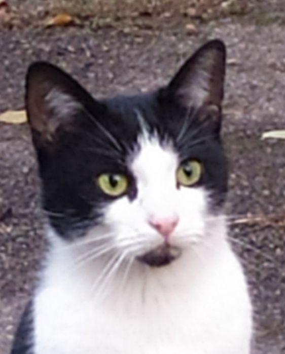 Стерильный котик, котенок, кот в добрые руки