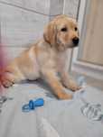 Labrador Retriever  Szczeniak