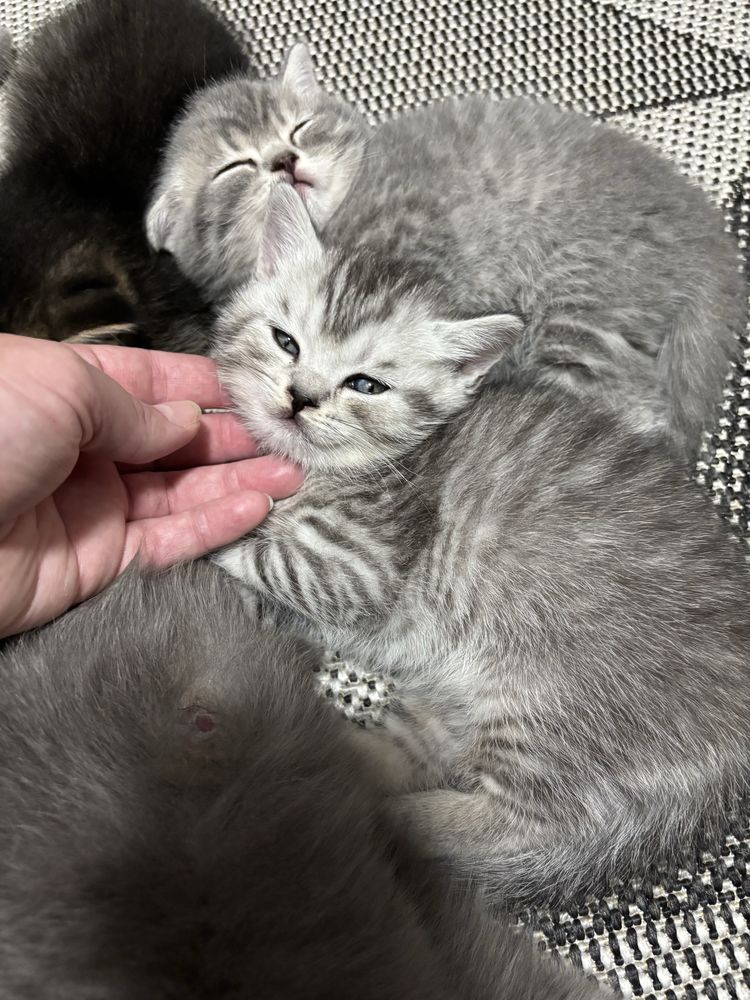 Британські кошенята.