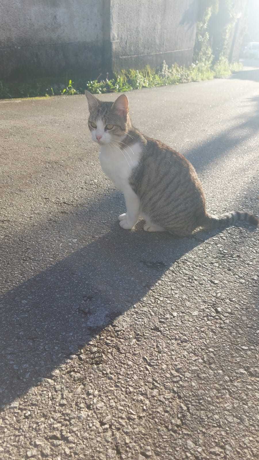 Da se gatinha adulta
