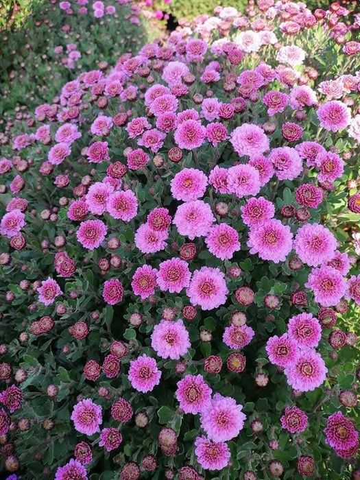 Хризантемы микс саженцы набор