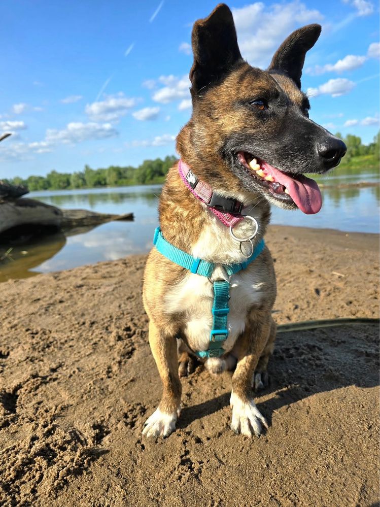 Miodek – mały, pełen życia psiak szuka domu! Adopcja