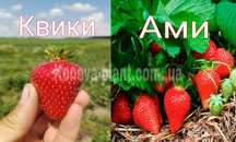 Якісні Фріго саджанці(саженцы клубники) росада клубніки різних сортів!