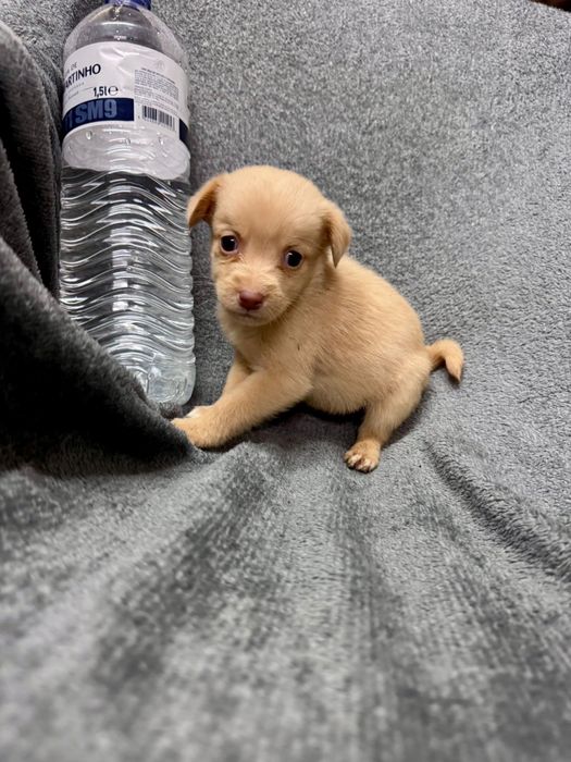 Cães de porte pequeno