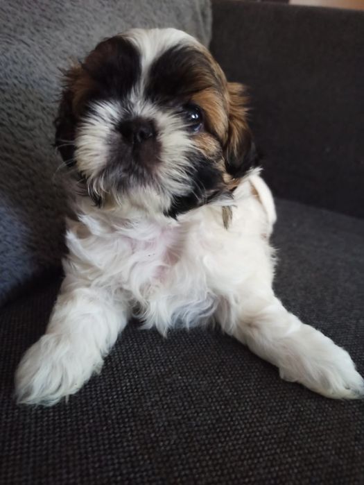 Shih Tzu trikolor - śliczny szczeniak.