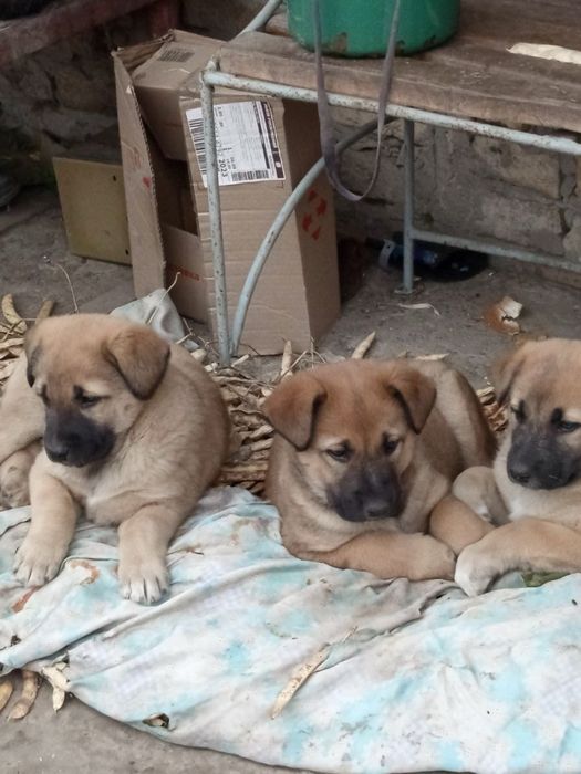 Віддам в добрі руки